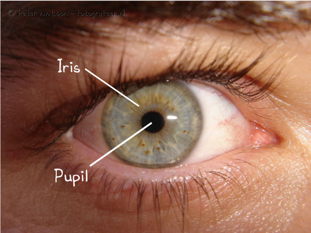 Iris-Pupil.png